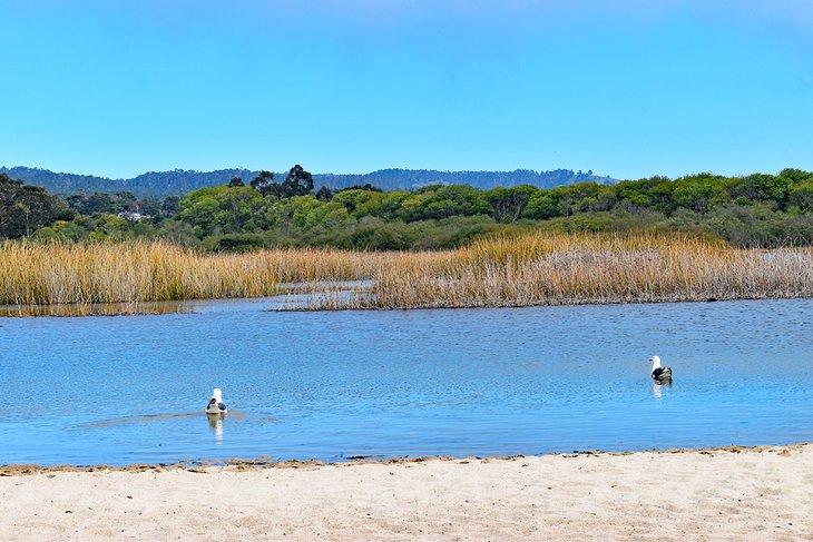 Playa Estatal del Río Carmel