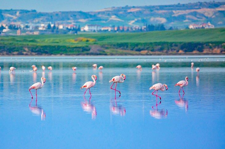 Flamencos en el Lago Salado de Larnaca