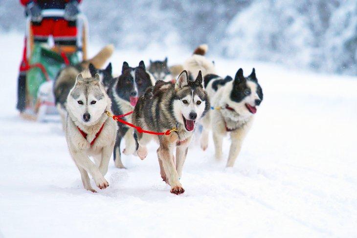 Huskies tirando de un trineo