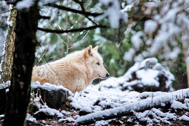 Loup au Woodland Park Zoo en hiver
