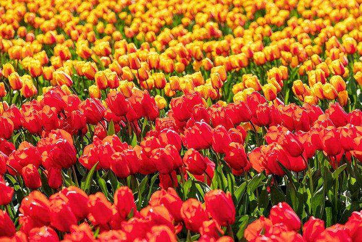 Tulipes