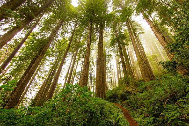 Die Redwoodwälder des Humboldt County 