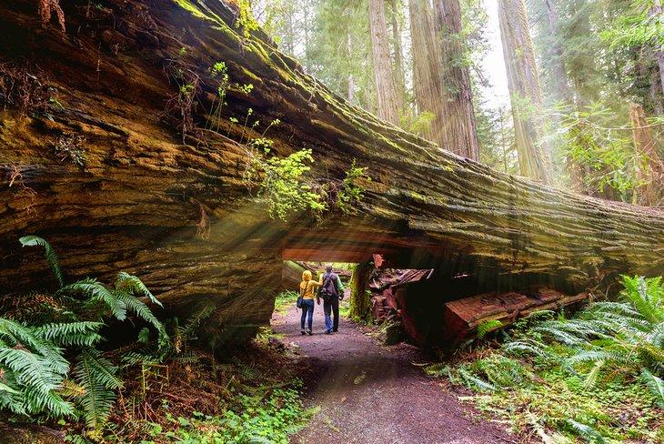 Touristen unter einem riesigen Redwoodtree im Redwood Nationalpark