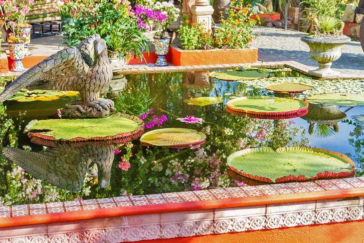 Estanque en el Jardín Botánico de Vallarta