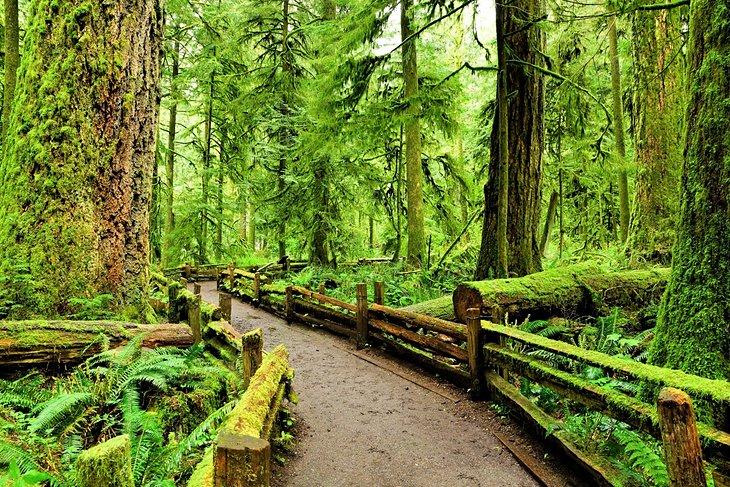 Urwald im Cathedral Grove, Vancouver Island