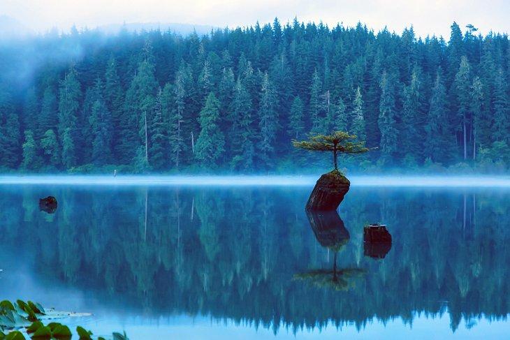 Bonsai-Baum am Fairy Lake, Port Renfrew