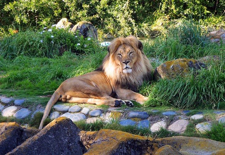 Zoológico de San Francisco