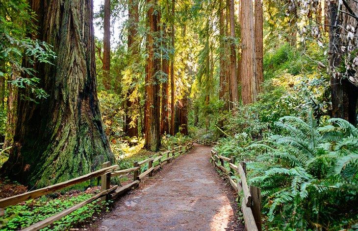Camino a través de Muir Woods