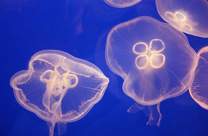 Acuario de la Bahía