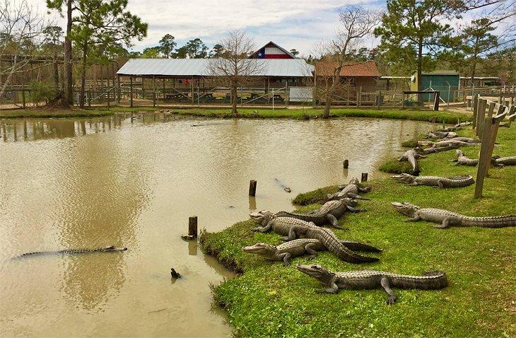 Alligatoren im Gator Country Adventure Park