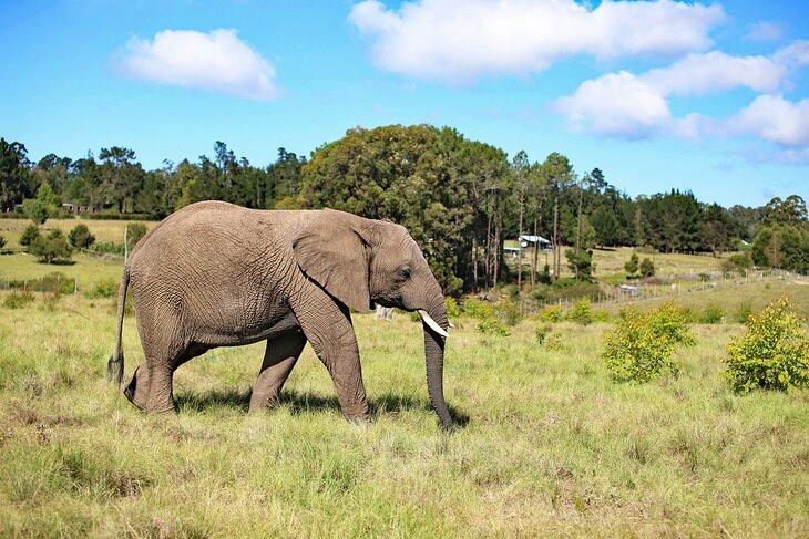 Éléphant au Knysna Elephant Park