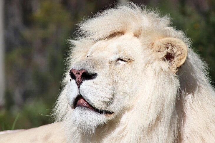 Lion blanc rare au Centre de sensibilisation à la faune de Tenikwa