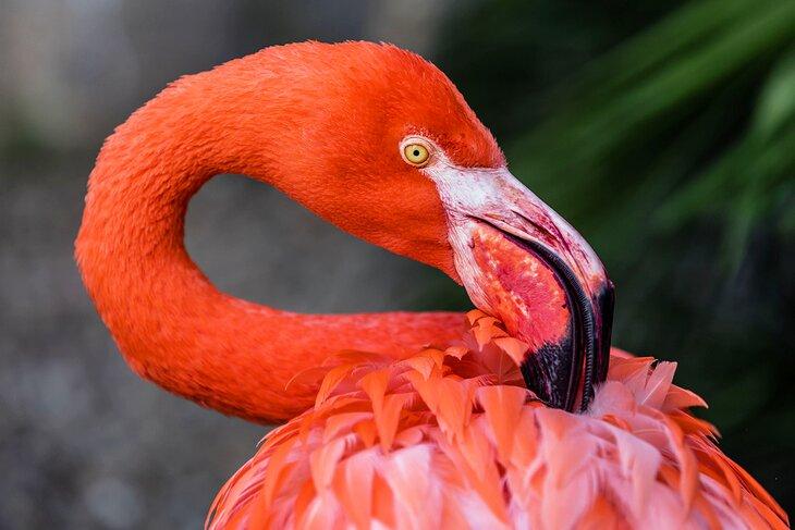 Flamant au Birds of Eden
