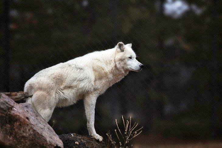 Lobo en el Centro de Descubrimiento de Osos Grizzly y Lobos
