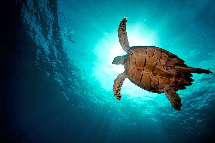 Tauchen mit einer Schildkröte