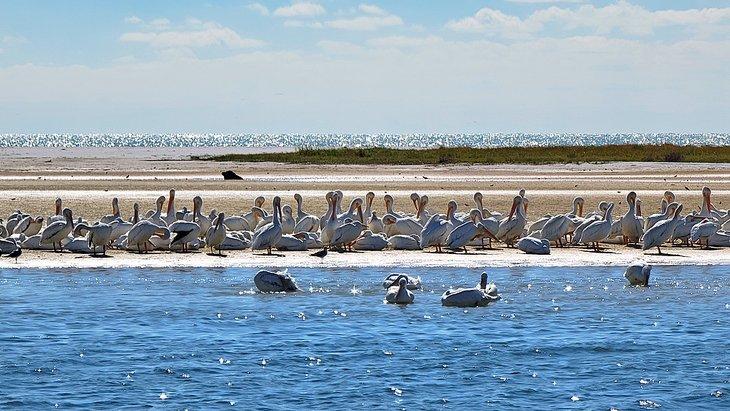 Pelícanos en la Playa North en el Parque Fort De Soto