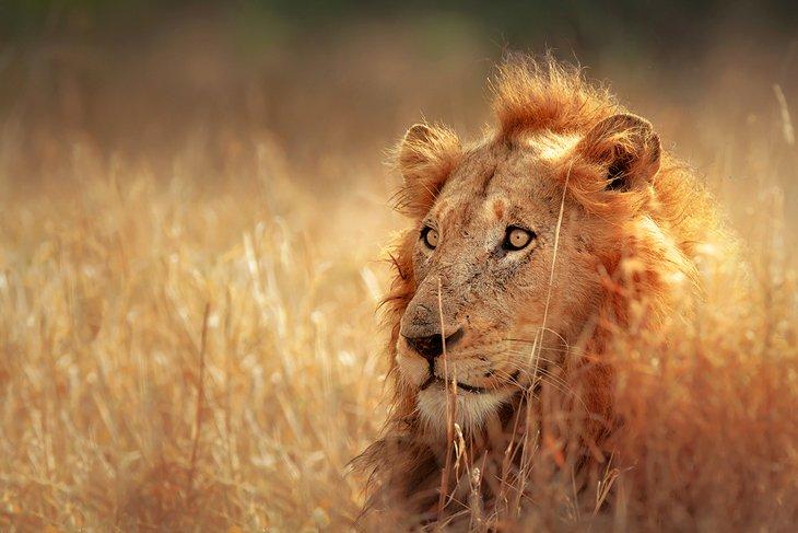Löwe im Kruger-Nationalpark