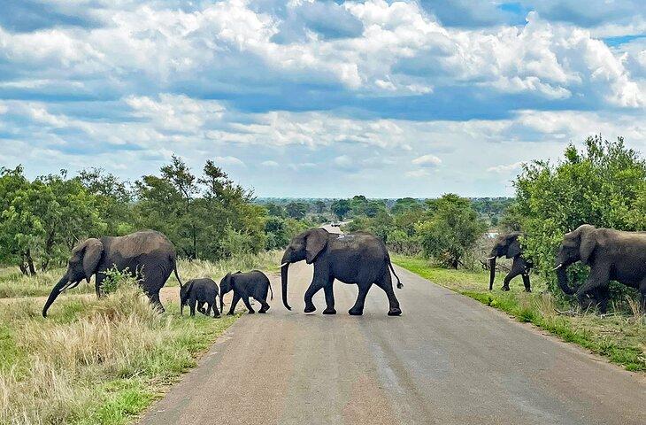 Elefanten auf der Straße im Kruger-Nationalpark