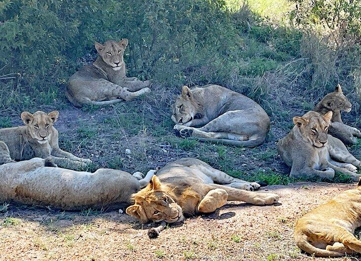 Löwen im Kruger-Nationalpark