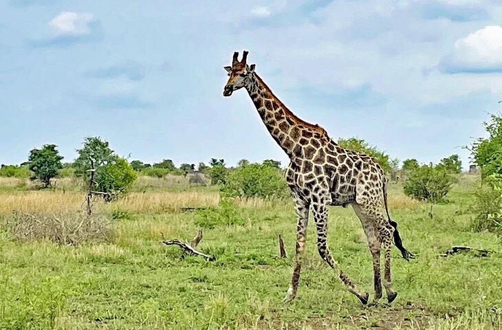 Giraffe im Kruger