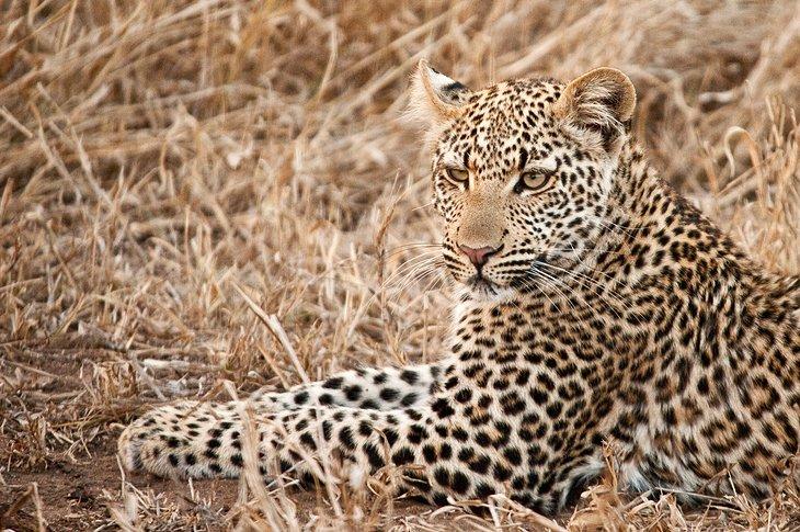 Leopardo cerca del Campamento Satara