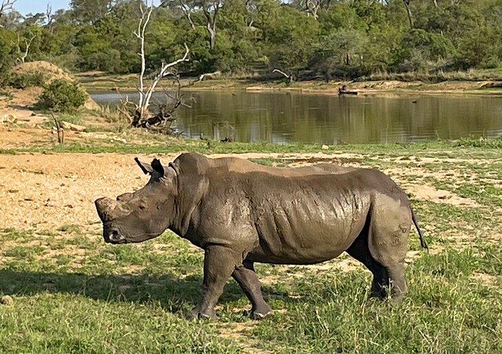 Nashorn im Kruger