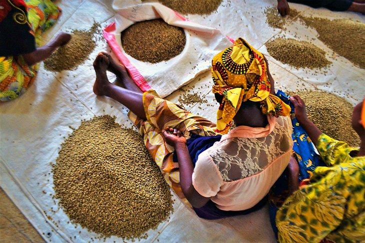 Femme rwandaise triant des grains de café