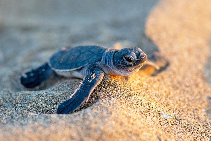 Bébé tortue de mer dans le nord de Chypre