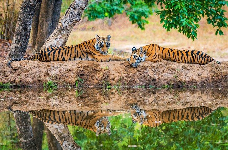 Tiger im Bandhavgarh-Nationalpark