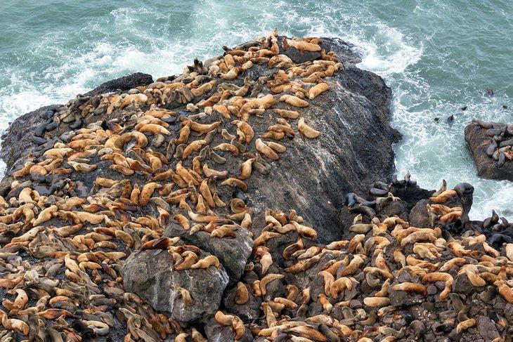 Colonia de leones marinos en las Cuevas de Leones Marinos