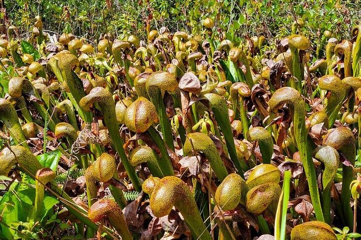 Lirios cobra en el Área Natural de Darlingtonia
