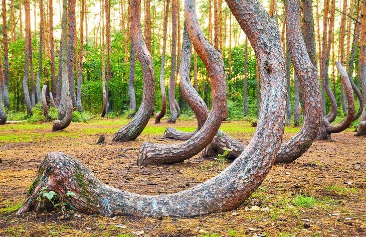 Bosque Torcido