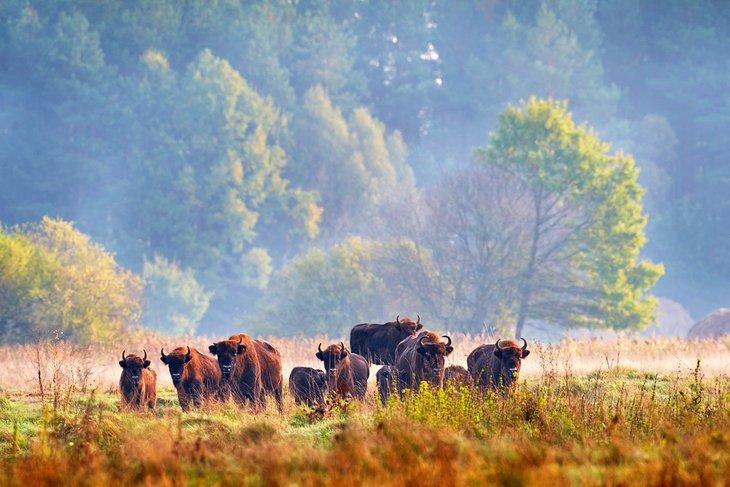 Bisonte europeo en el Bosque de Bialowieza
