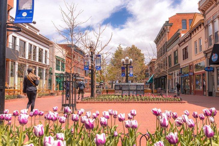 Tulipanes floreciendo en el Pearl Street Mall