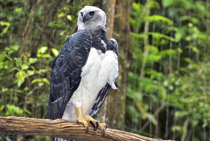 Aigle harpie