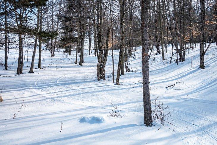 Piste de ski dans la forêt