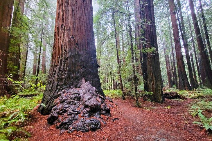 Parque Estatal de los Secuoyas de Humboldt, Redwood Highway