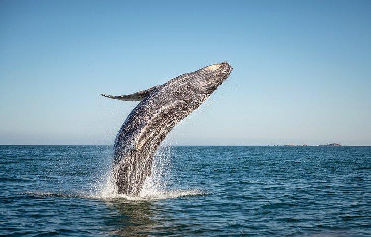 Ballena jorobada saltando
