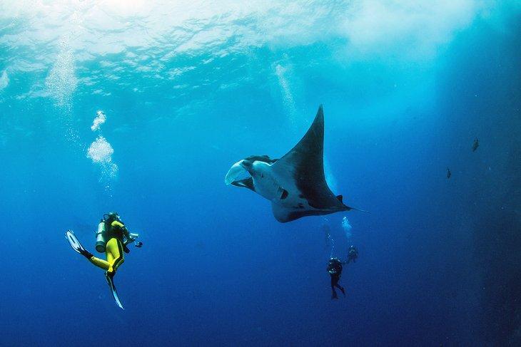 Buzos disfrutando de un encuentro con una manta raya en México