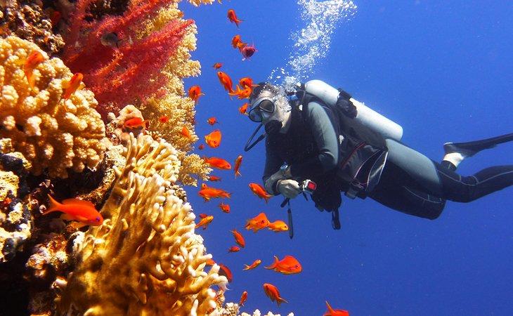 Buzo viendo peces coloridos y coral en la Gran Barrera de Coral