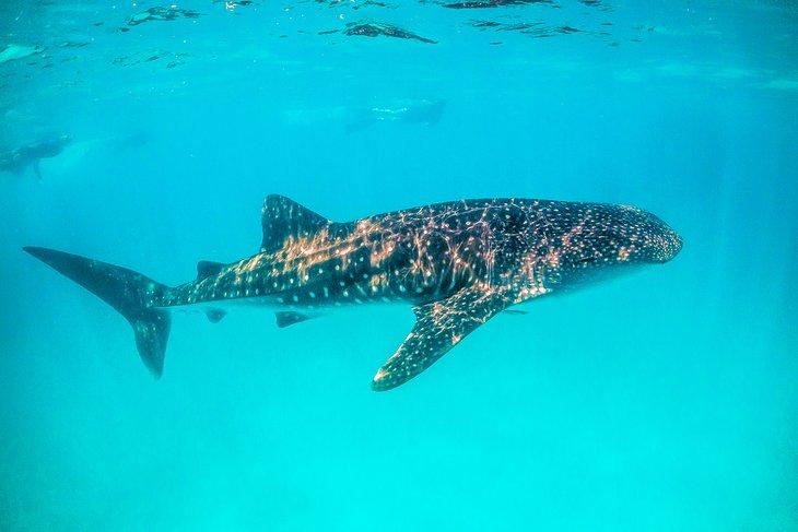 Buzador con un tiburón ballena en Ningaloo Reef, Australia Occidental