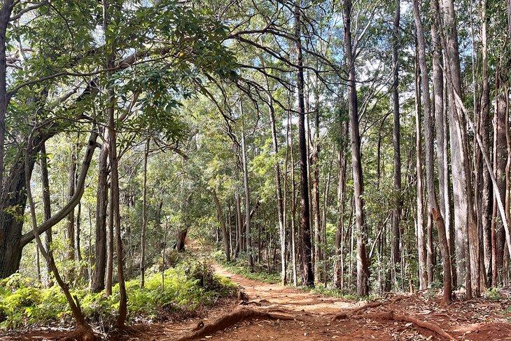 Waimano Falls Trail