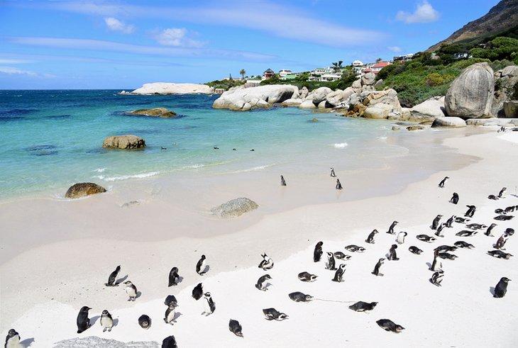 Pingüinos en Boulders Beach