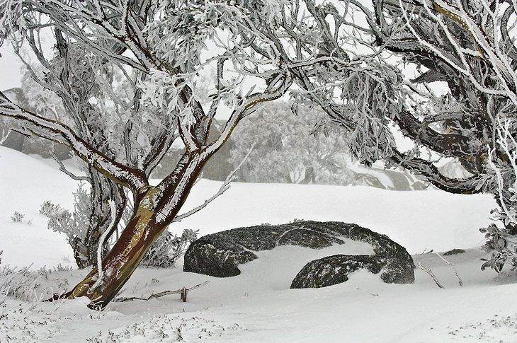 Eucaliptos de nieve
