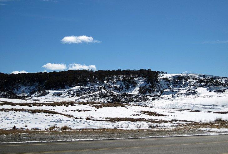 Monte Selwyn