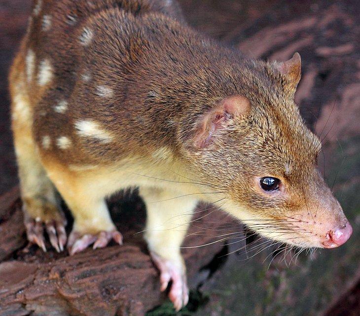 Quoll de cola manchada