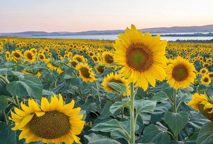 Campos de girasoles de Tracia