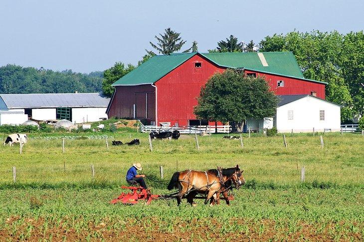 Granjero Amish arando su campo en Ohio