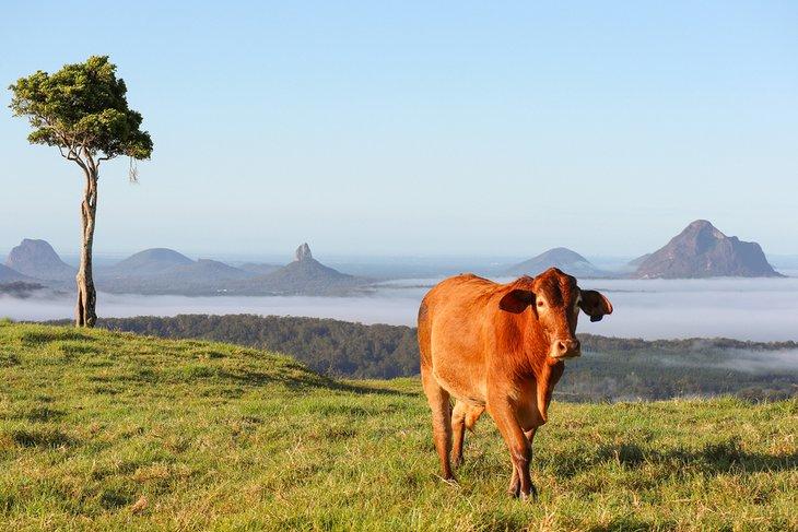 Vista de las Glasshouse Mountains desde Maleny
