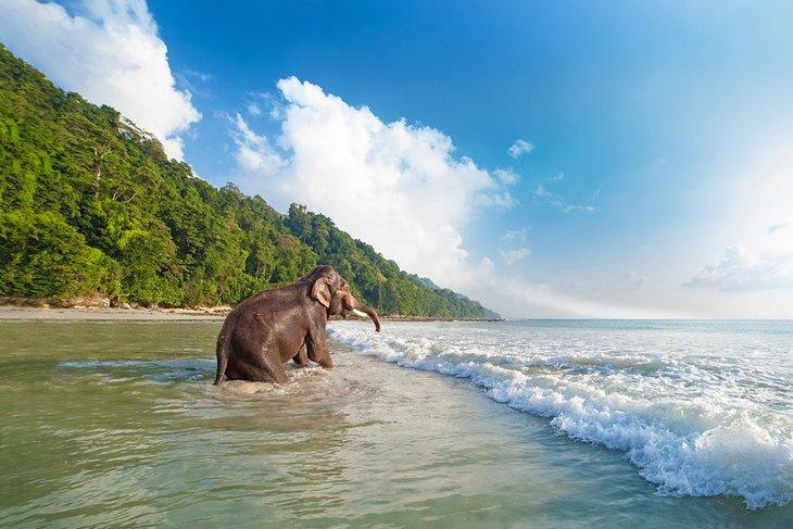 Elefant im Wasser auf Havelock Island, Andamanen